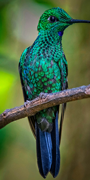 Emerald Spark by Chirag Pandya