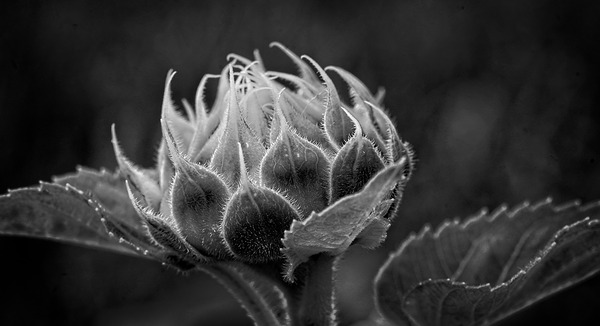 Emergence by Chirag Pandya