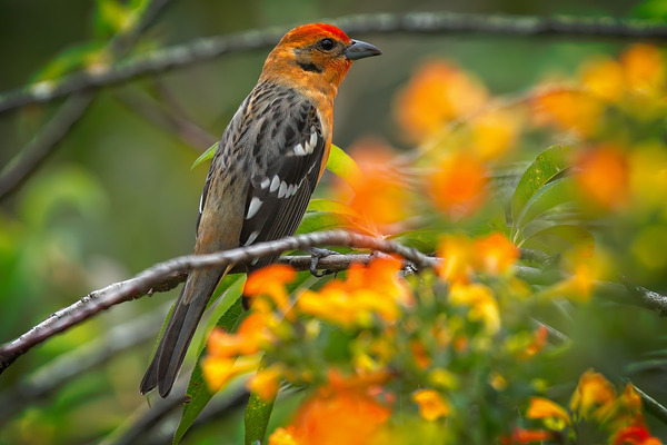 Firecrest in Bloom by Chirag Pandya