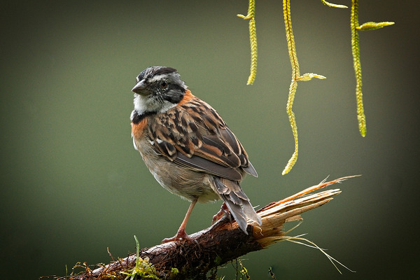 Perched in the Green Mist by Chirag Pandya