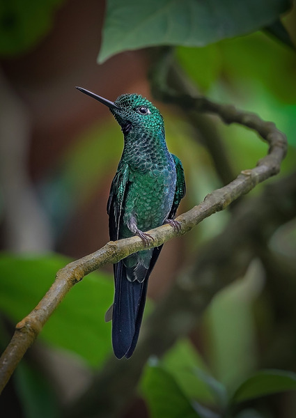 Emerald Perch by Chirag Pandya