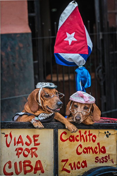 Cuban Companions by Chirag Pandya