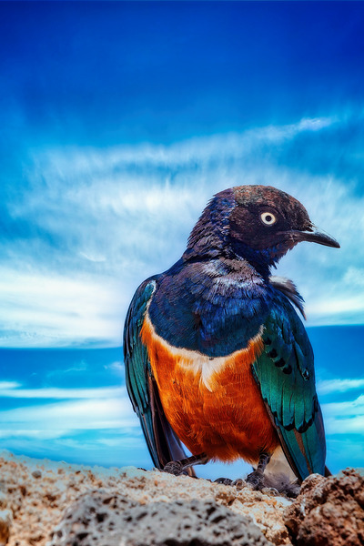 Skyfire Starling by Chirag Pandya