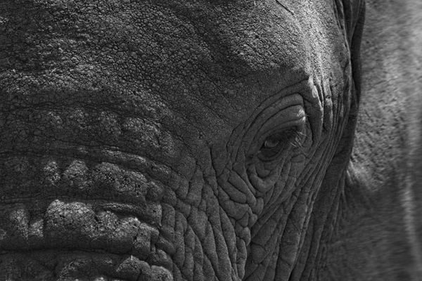 Wisdom in the Wrinkles by Chirag Pandya