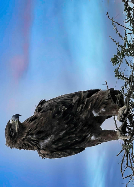 Sky Monarch by Chirag Pandya