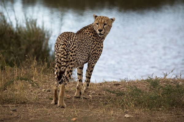 Cheetah by the Water by Chirag Pandya