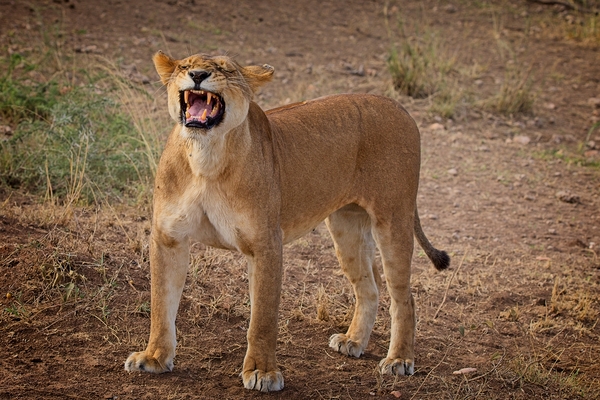 Roar of the Morning by Chirag Pandya