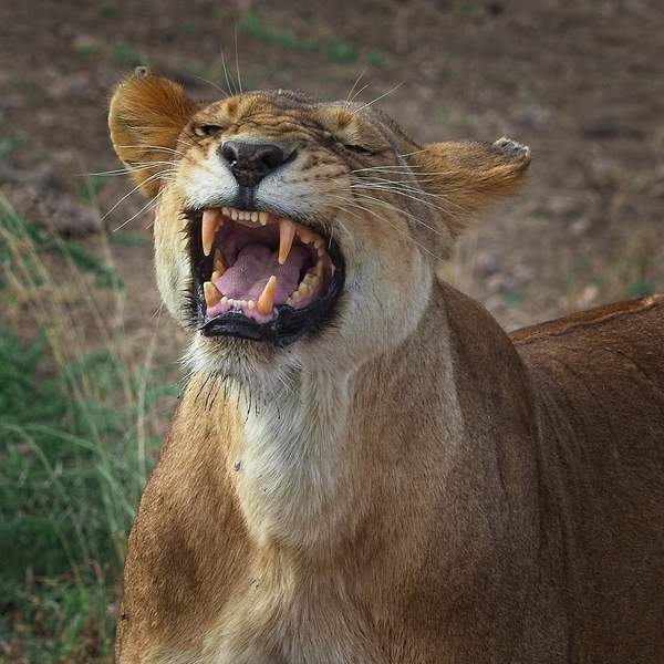 Roar of the Wild by Chirag Pandya