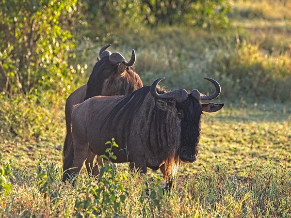 Wildebeest Pair by Chirag Pandya