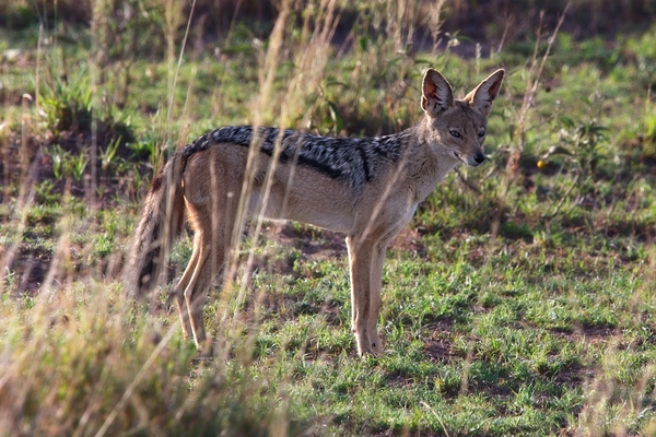 Jackal in the Grass by Chirag Pandya