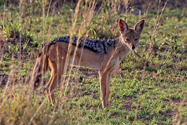 Silent Watcher of the Plains by Chirag Pandya