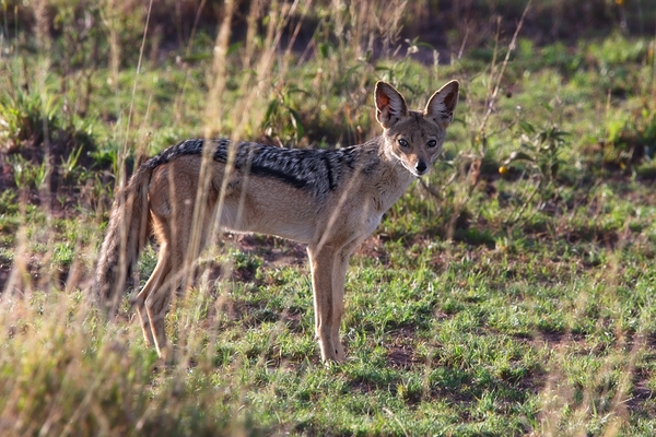 Black-Backed Jackal by Chirag Pandya
