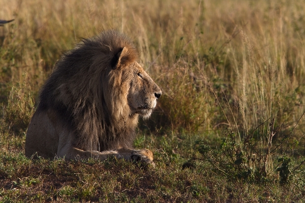 Lion in Evening Light by Chirag Pandya