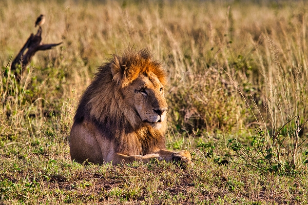 Majestic Morning King by Chirag Pandya