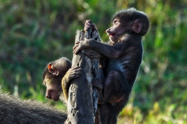 Baboons youth by Chirag Pandya