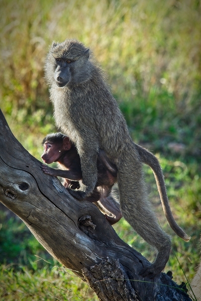 Mother’s Hold by Chirag Pandya