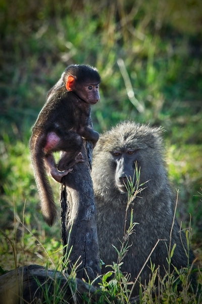 Little Leader by Chirag Pandya