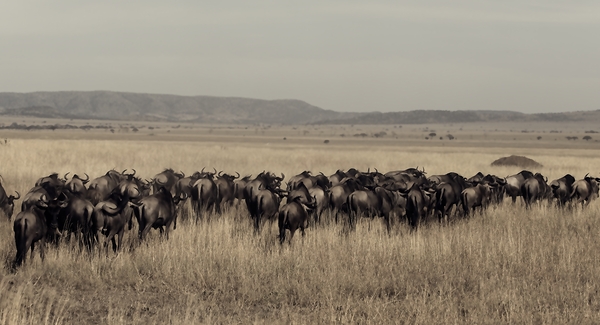 Wildebeest Migration Line by Chirag Pandya