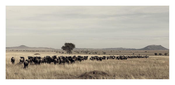 The Long Trek by Chirag Pandya