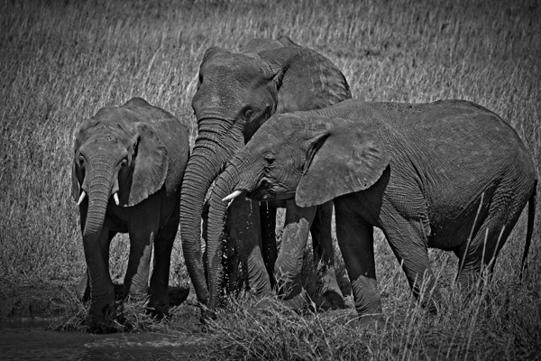 Elephants at the Waterhole by Chirag Pandya