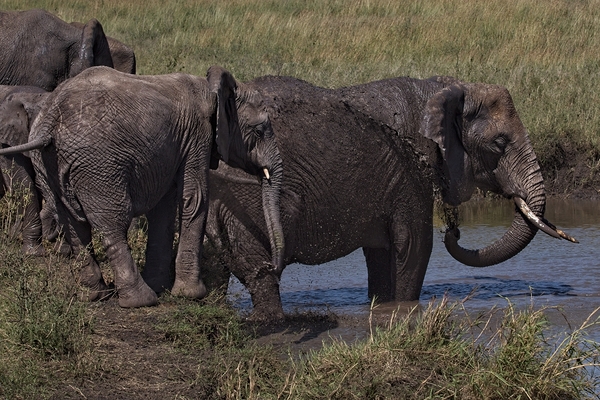 Mud Bath Joy by Chirag Pandya