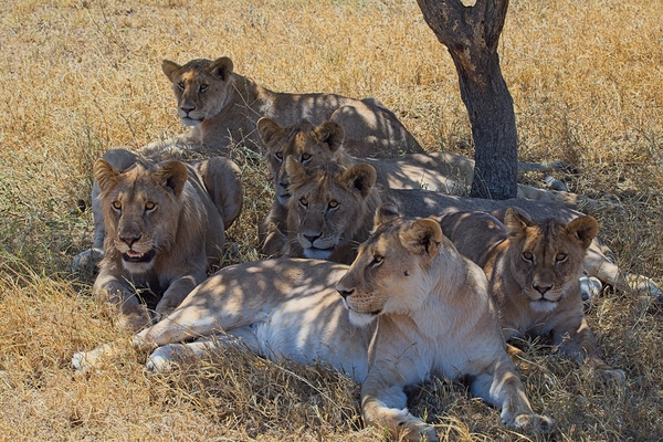Pride at Rest by Chirag Pandya