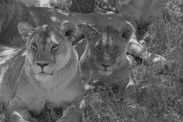 Sisters of the Savannah by Chirag Pandya