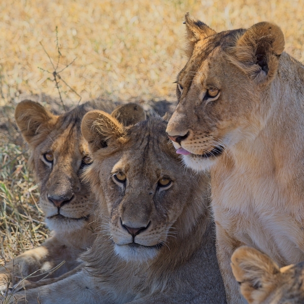 Lion Sisters by Chirag Pandya