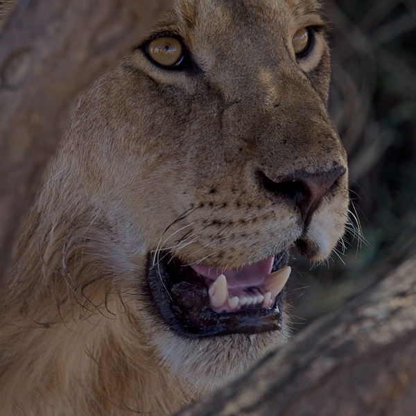 Close Look by Chirag Pandya