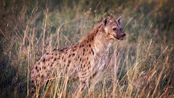Evening Scout by Chirag Pandya