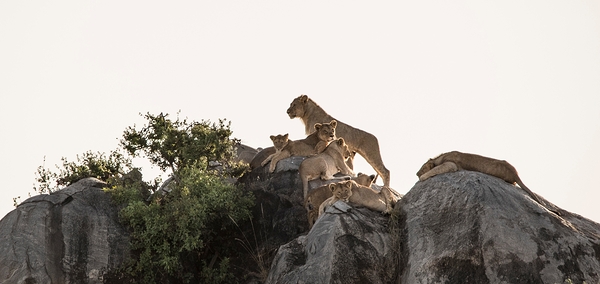 Pride on the Rocks by Chirag Pandya