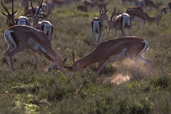 Impala Clash by Chirag Pandya