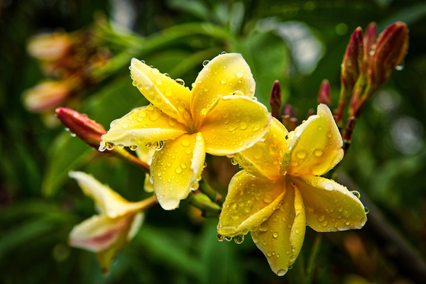 Yellow Plumeria After Rain by Chirag Pandya