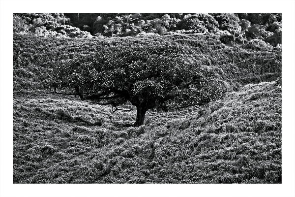 Lone Tree in the Hills by Chirag Pandya