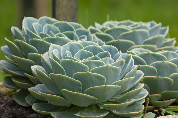Succulent Rosettes by Chirag Pandya