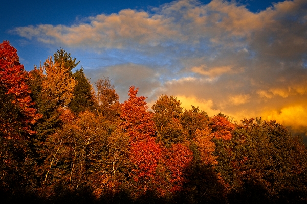 Golden Hour in the Treetops by Chirag Pandya