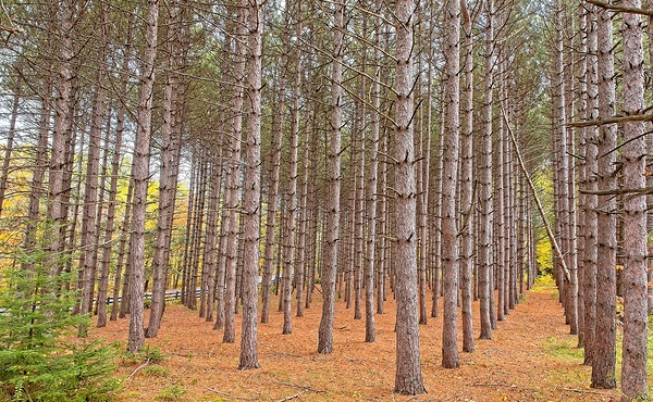 Symmetry of the Woods by Chirag Pandya