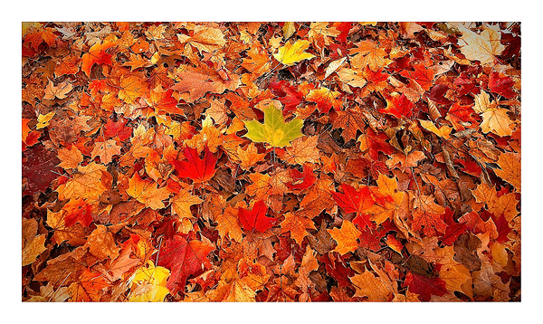 Autumn’s Golden Standout by Chirag Pandya
