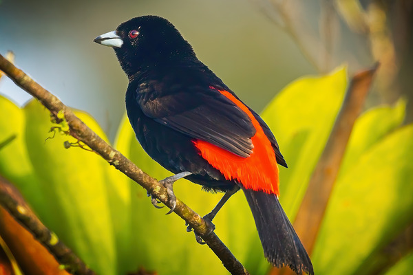 Skyfire Starling by Chirag Pandya