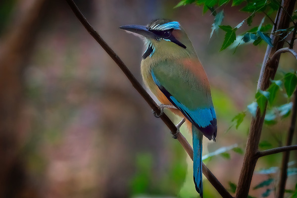 Tropical Daydream by Chirag Pandya