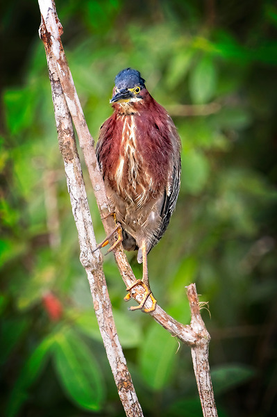 Little Forest Acrobat by Chirag Pandya