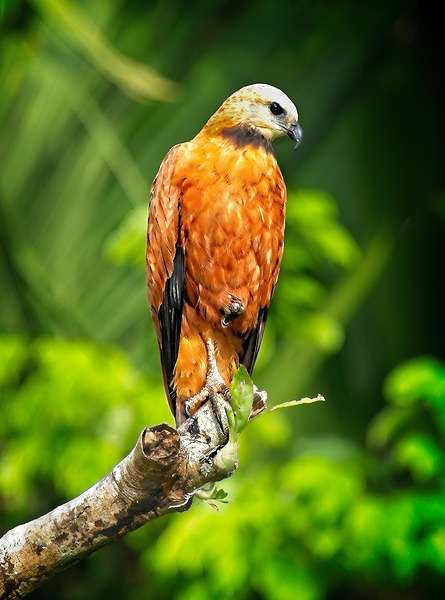 Golden Forest Guardian by Chirag Pandya