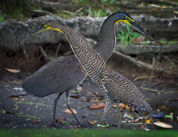 The Twin Dancers by Chirag Pandya