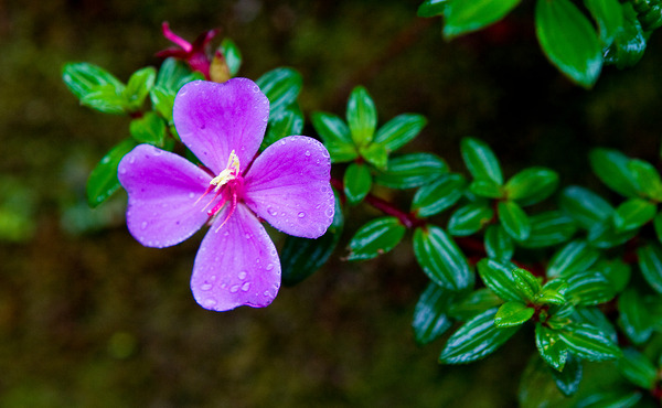 Purple Blossom After Rain by Chirag Pandya