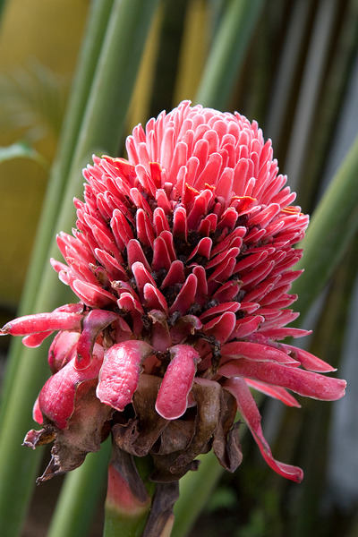 Torch Ginger Bloom by Chirag Pandya