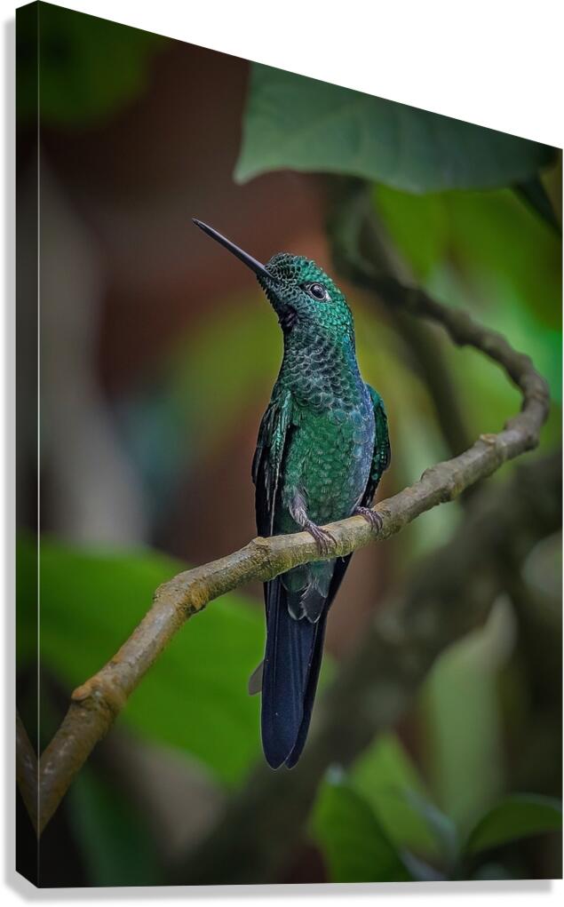 Emerald Perch Canvas Print