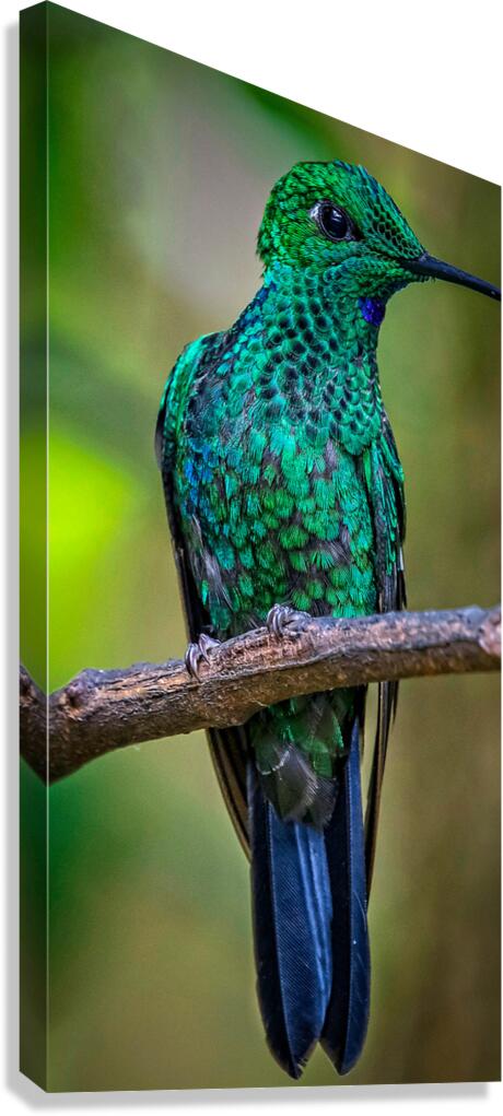Emerald Spark Canvas Print