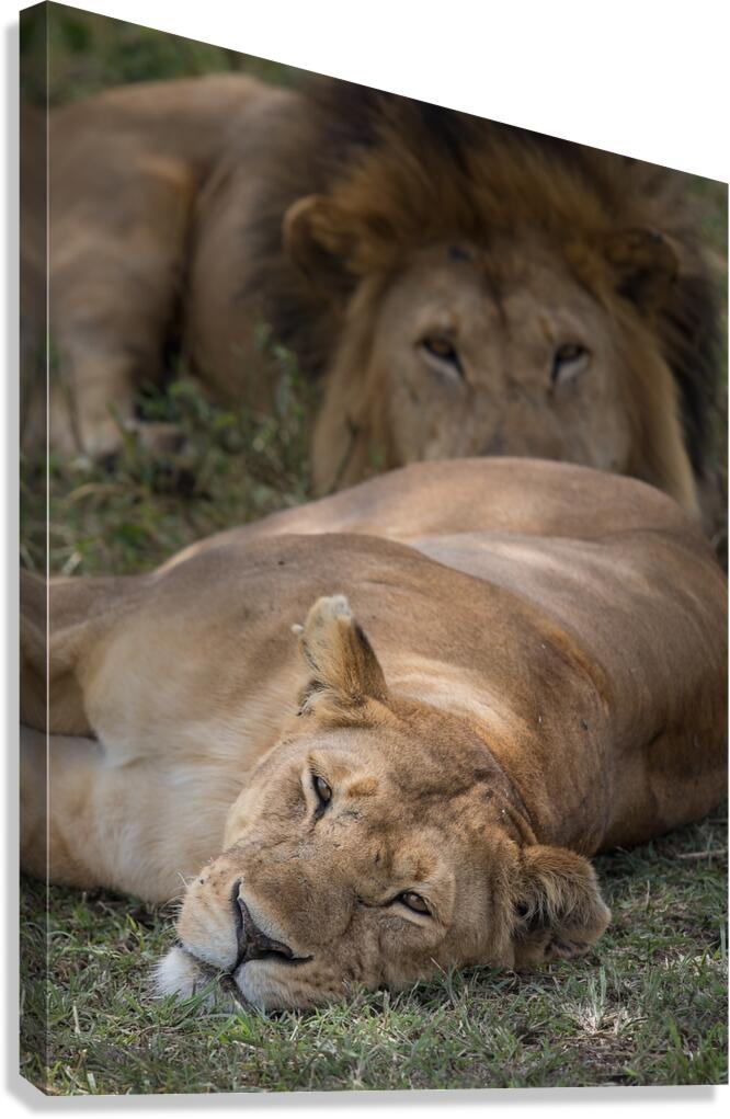 Royal Rest Canvas Print