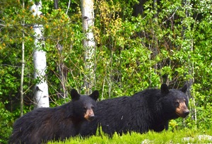 BC Bears