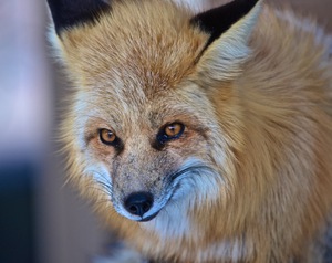 Foxy Smirk